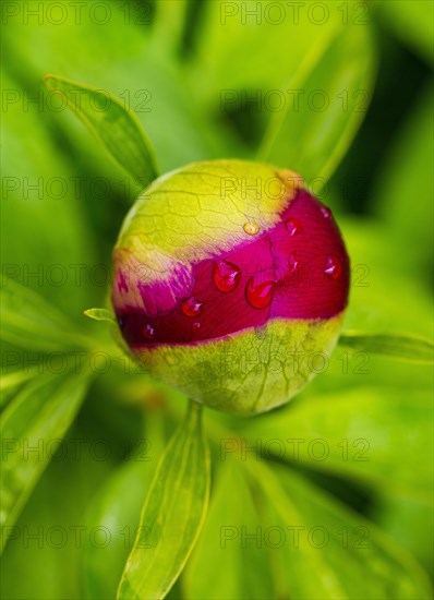 European peony