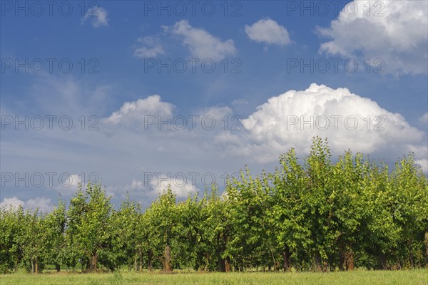Orchard with Plum treesn (Prunus domestica)
