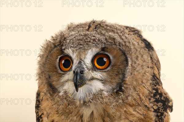 Bengal Eagle Owl