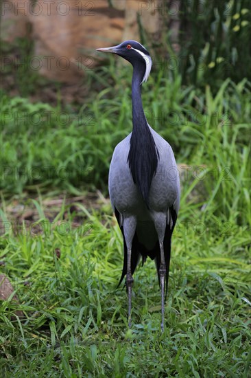 Demoiselle crane (Anthropoides virgo)