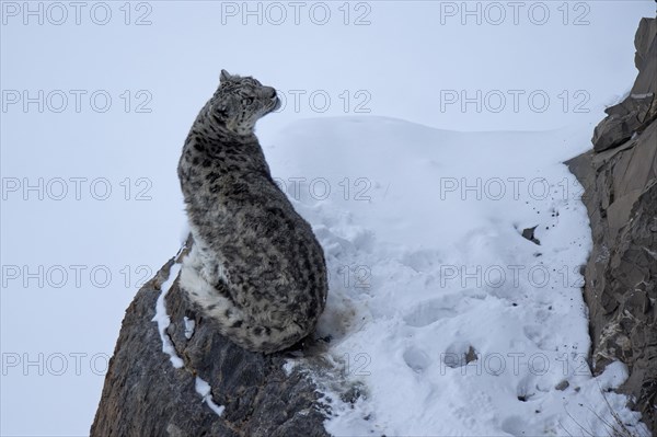 Snow leopard (Panthera uncia) on rock