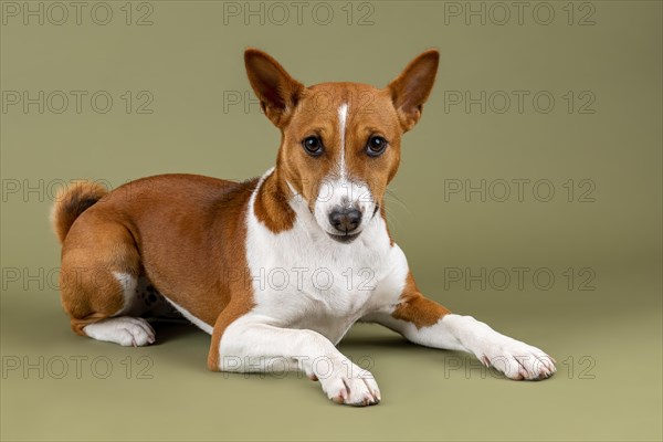 Basenji or Congo Terrier (Canis lupus familiaris)