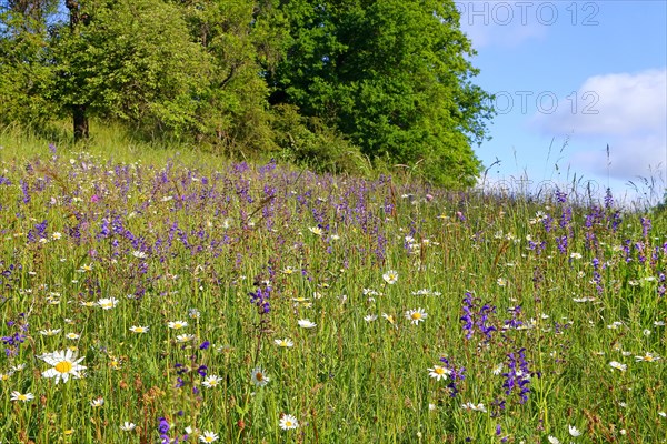 Colourful flowering species-rich meadow in spring