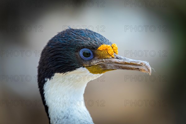 Imperial shag (Phalacrocorax atriceps)