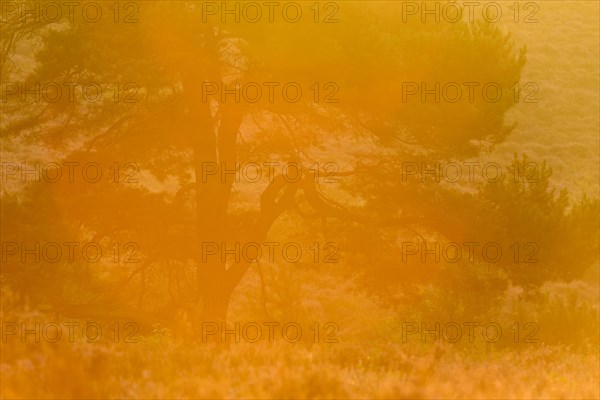 Pine in back light at sunrise in a heath landscape to blossom