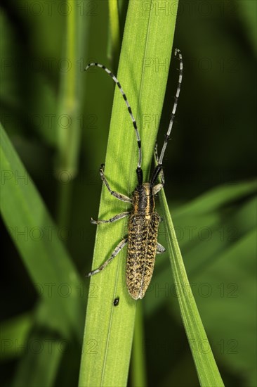 Small poplar buck (Saperda populnea) on a blade of grass