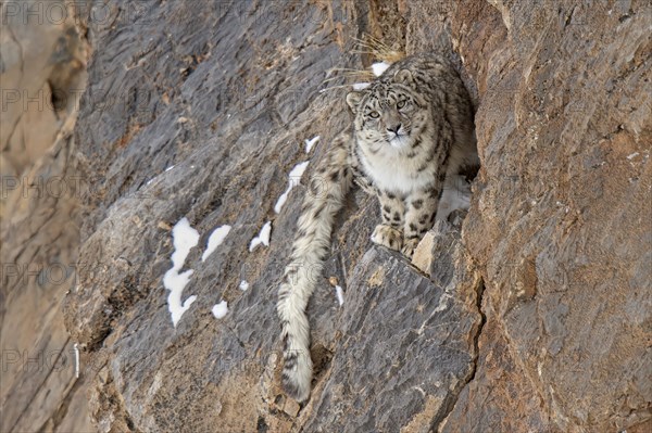 Snow leopard (Panthera uncia) on rock