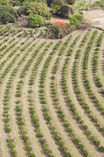 Small size Orange Plantation and Interior Atlantic Forest Aerial View