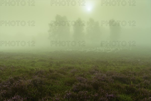 Shepherd with a flock of sheep in the heath at the Thuelsfeld dam at sunrise in the fog