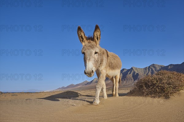 African wild ass (Equus africanus asinus ) at the beach