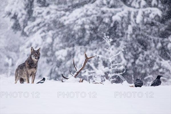 Grey wolf (Canis lupus) observes ravens (Corvus corax) feeding on the carcass