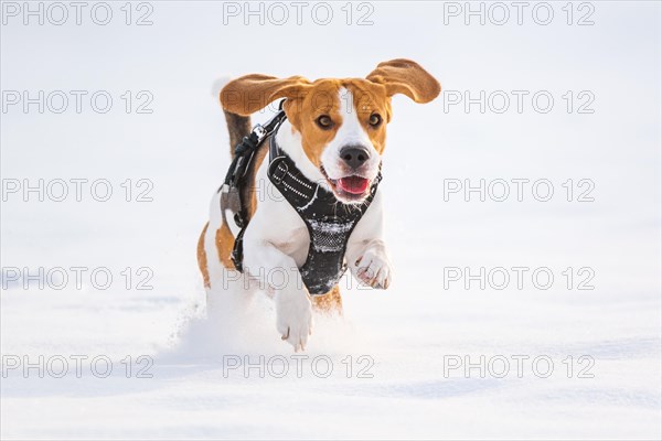 Beagle