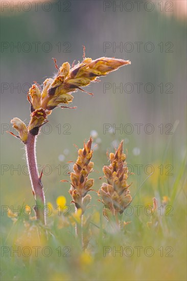 Blooming Broomrape (Orobanche)