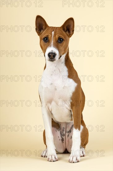 Basenji or Congo Terrier (Canis lupus familiaris)