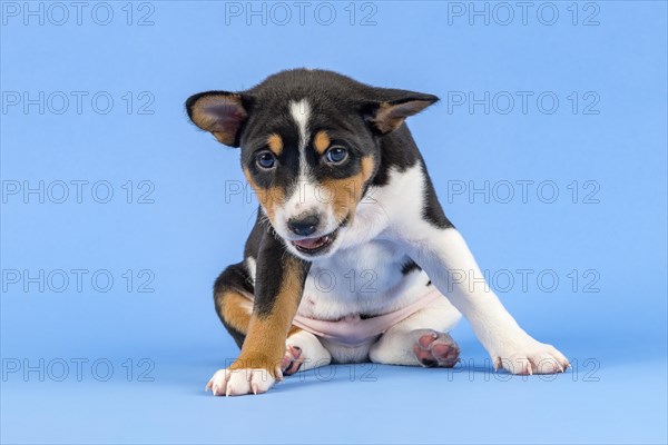 Basenji or Congo Terrier (Canis lupus familiaris)