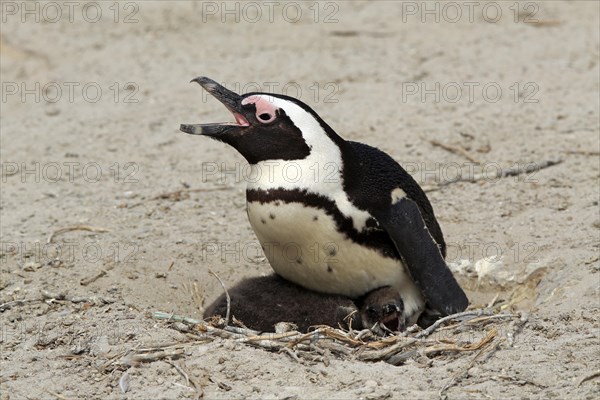 African penguin (Spheniscus demersus)