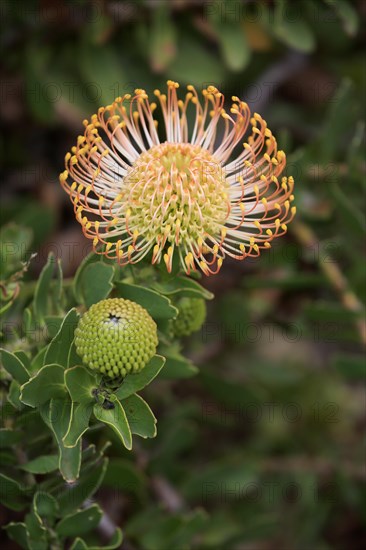 Pincuspid Protea