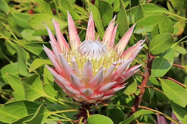 King Protea (Protea cynaroides)