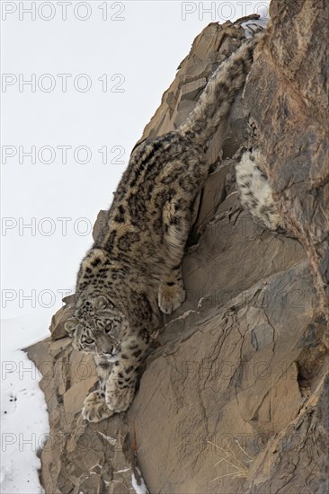Snow leopard (Panthera uncia) on snowy rock