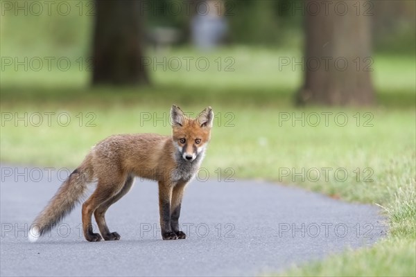 Red fox (Vulpes vulpes)