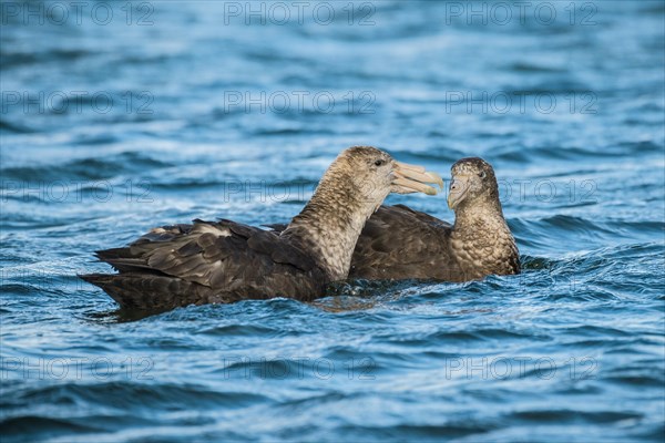 Southern giant petrels (Macronectes giganteus)