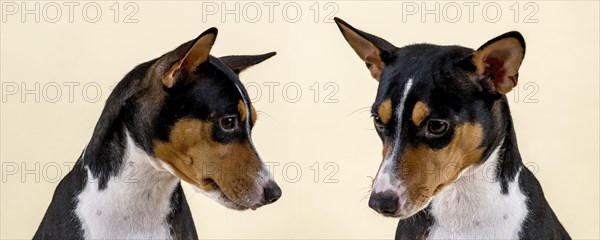Basenji or Congo terrier (Canis lupus familiaris)