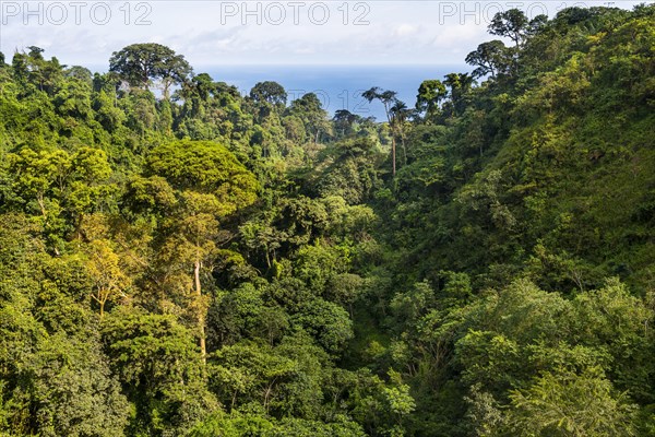 Tropical jungle