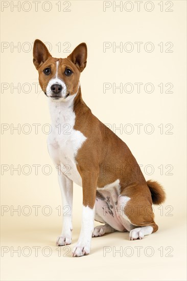 Basenji or Congo Terrier (Canis lupus familiaris)
