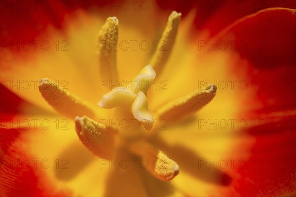 Red Tulips (Tulipa sp.)