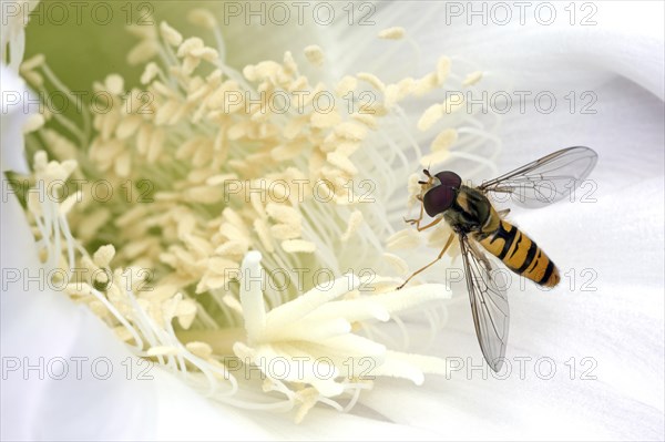 Hoverfly (Syrphidae) sitting on cactus flower (Echinopsis sp.)