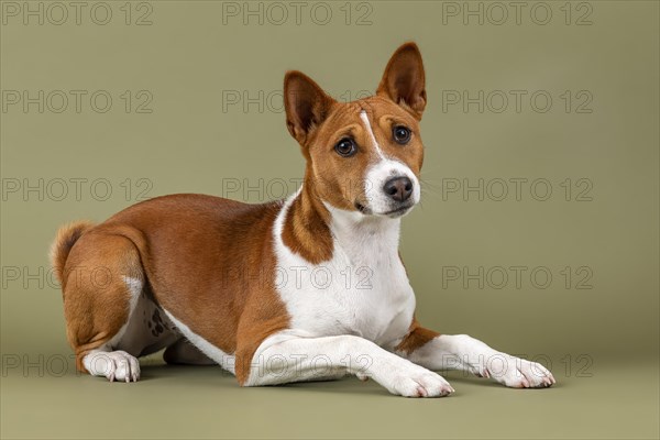 Basenji or Congo Terrier (Canis lupus familiaris)