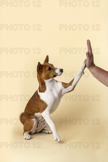 Basenji or Congo terrier (Canis lupus familiaris)