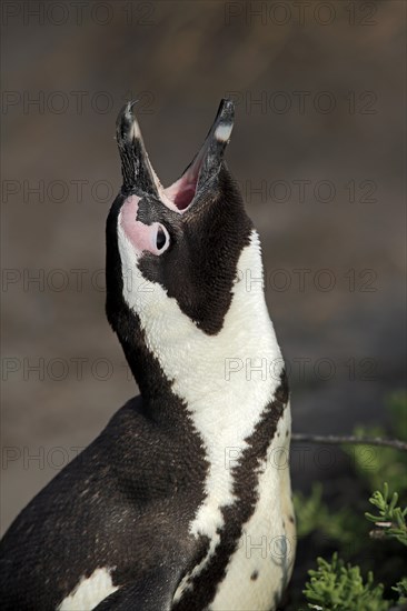 African penguin (Spheniscus demersus)