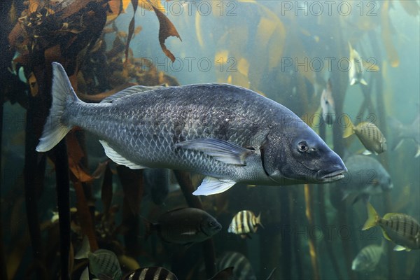 Sea bream