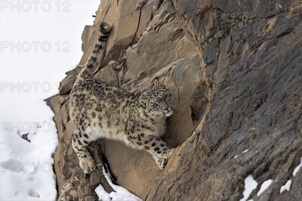 Snow leopard (Panthera uncia) on snowy rock