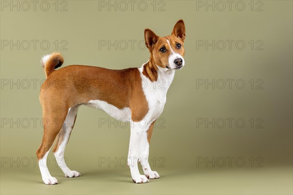 Basenji or Congo Terrier (Canis lupus familiaris)