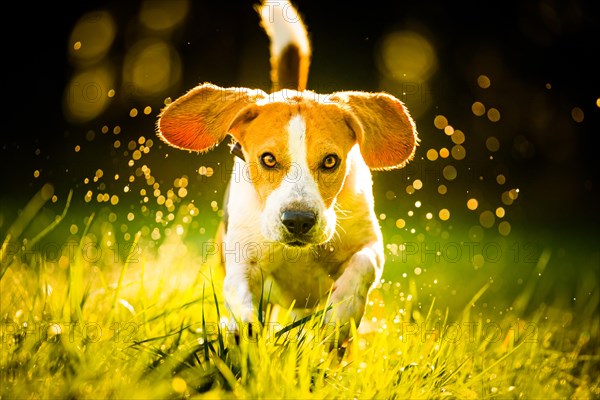 Beagle