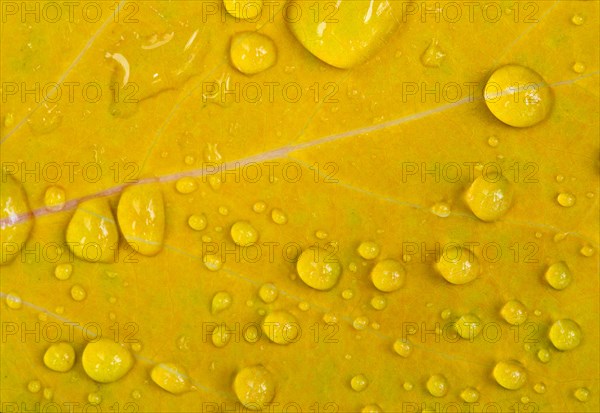 Water drops on a yellow leaf