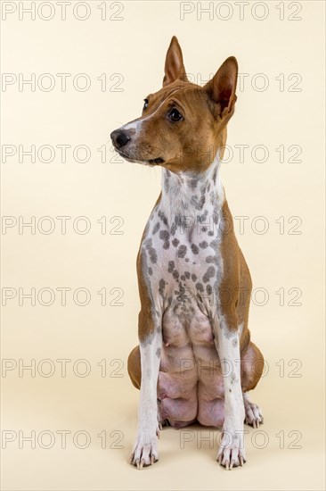 Basenji or Congo Terrier (Canis lupus familiaris)