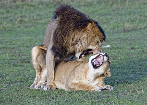 Lionskopula (Panthera leo)