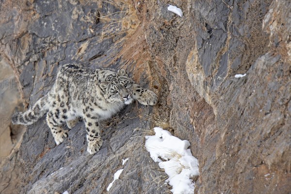 Snow leopard (Panthera uncia) on rock