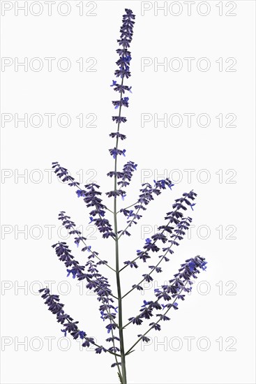 Silver Perowskie (Perovskia atriplicifolia) on white background