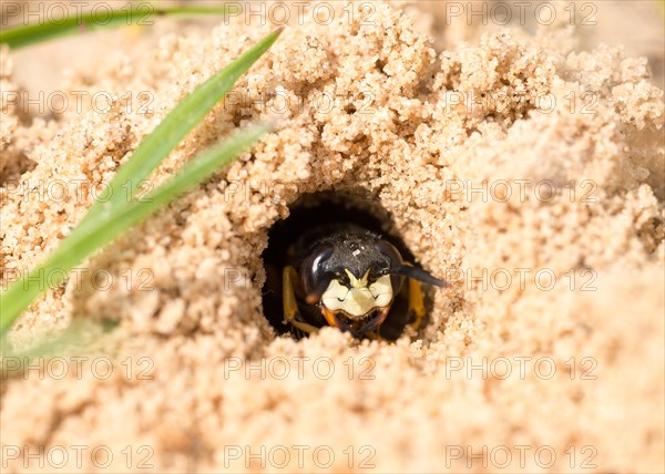 European European beewolf (Philanthus triangulum)