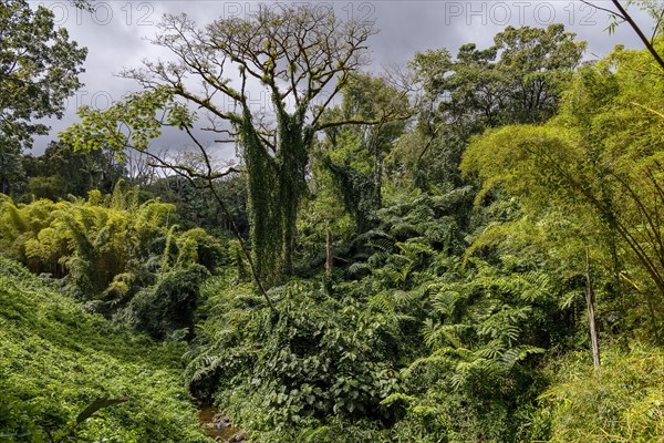 Rainforest with giant ferns