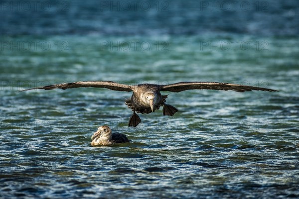 Southern giant petrel (Macronectes giganteus) lands on water