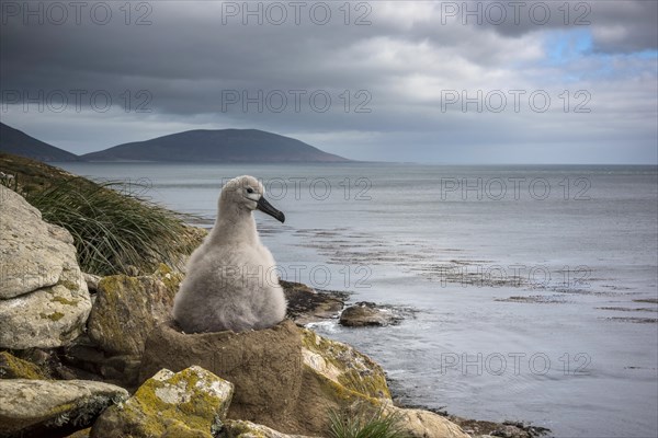Black-browed Albatross (Thalassarche melanophris) chick on its nest