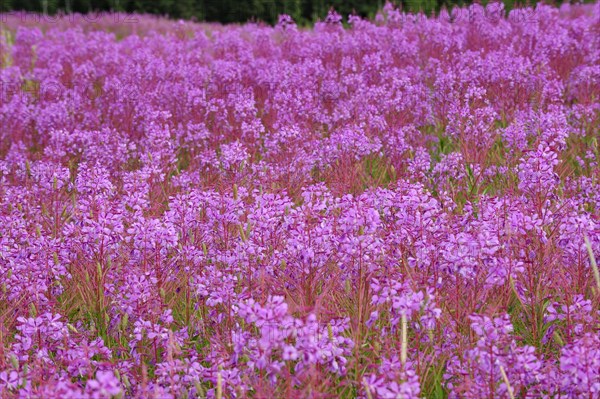 Blooming sally (Chamaenerion angustifolium)