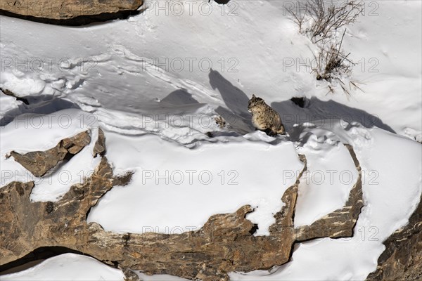 Snow leopard (Panthera uncia) in snow-covered