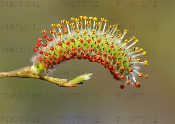 Male flower catkin of Purple willow (Salix purpurea)