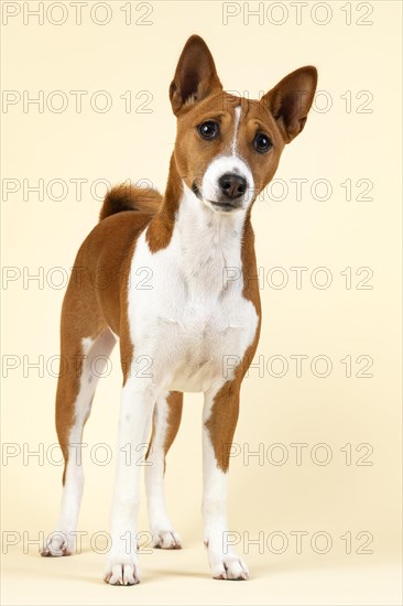 Basenji or Congo Terrier (Canis lupus familiaris)
